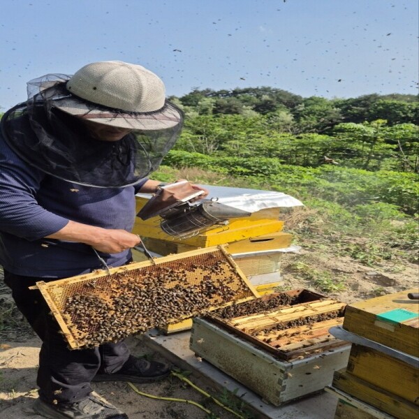 우리들농원,우리들농원 천연아카시아꿀 2.4kg 자연꿀 산지직송