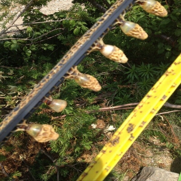 우리들농원,우리들농원 천연아카시아꿀 2.4kg 자연꿀 산지직송