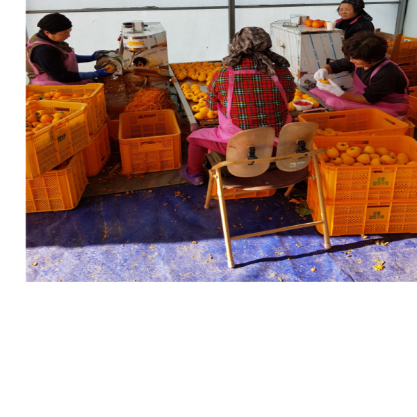 우리들농원,[우리들농원]강릉곶감 건시 한지1호(특대2.7kg/36~42개 말랑한곶감)