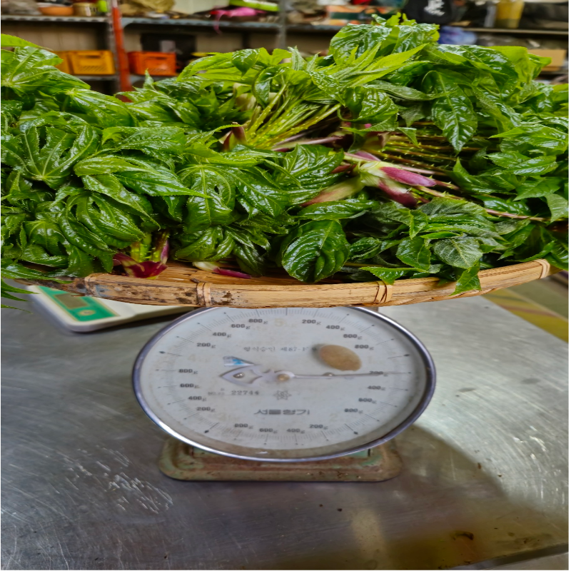 우리들농원,강원도 산두릅 강릉 개두릅 엄나무순 1kg 산지직송 향나물 두릅 산나물 제철 봄나물 택배