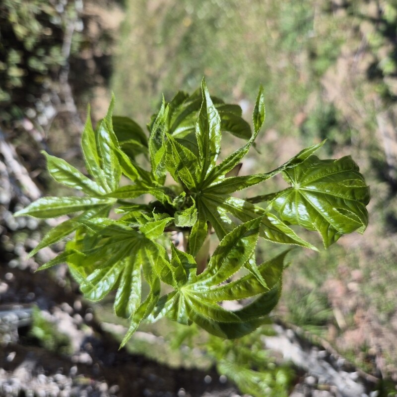 우리들농원,강원도 산두릅 강릉 개두릅 엄나무순 1kg 산지직송 향나물 두릅 산나물 제철 봄나물 택배