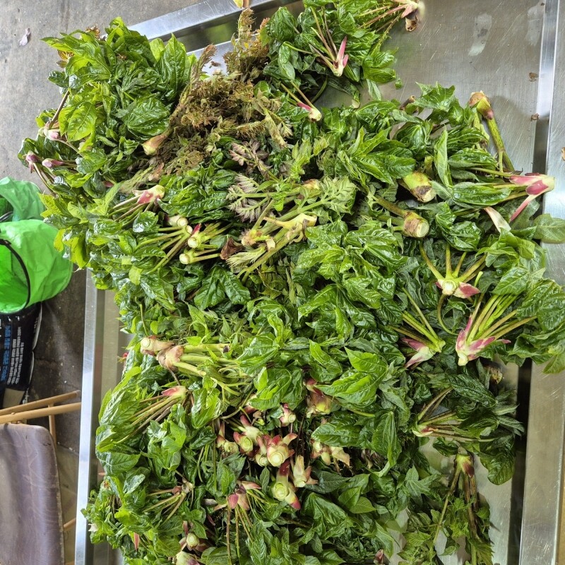 우리들농원,강원도 산두릅 강릉 개두릅 엄나무순 1kg 산지직송 향나물 두릅 산나물 제철 봄나물 택배