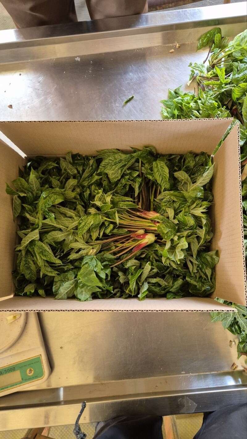 우리들농원,강원도 산두릅 강릉 개두릅 엄나무순 1kg 산지직송 향나물 두릅 산나물 제철 봄나물 택배