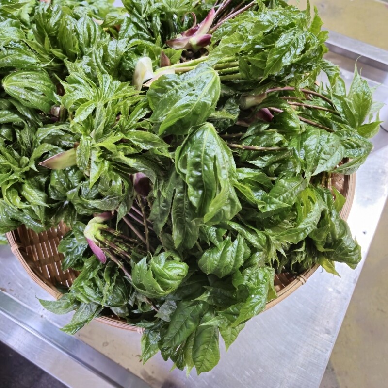 우리들농원,강원도 산두릅 강릉 개두릅 엄나무순 1kg 산지직송 향나물 두릅 산나물 제철 봄나물 택배